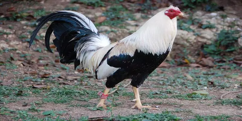 Giống gà Mỹ có cơ thể nhỏ gọn và linh hoạt